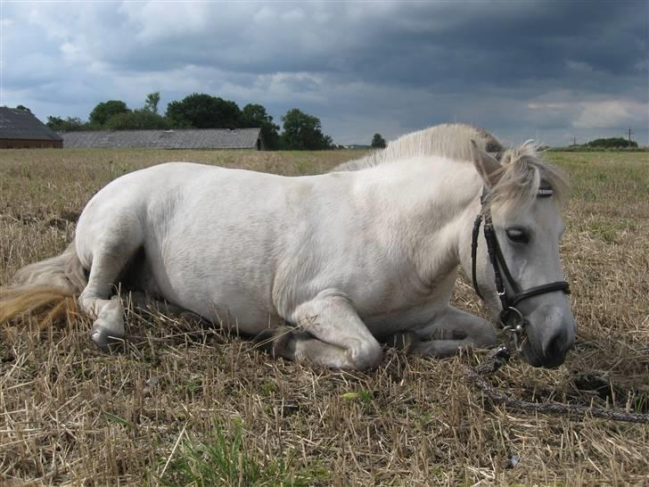 Shetlænder Beauty   *SOLGT* - Ude på stubmarken, elsker det billede<333 billede 2