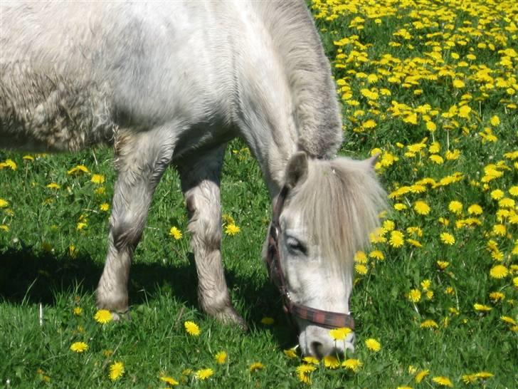 Shetlænder Beauty   *SOLGT* - På fold en skøn sommer dag<33 Hun er da bare smuk<33 billede 3