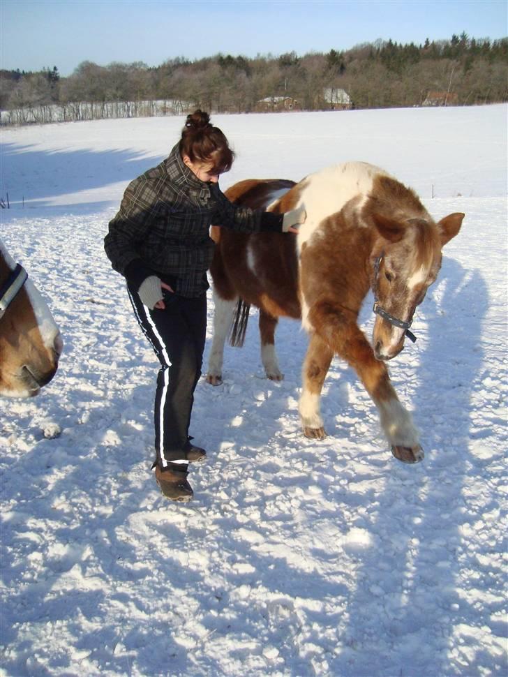 Anden særlig race - Warzakki :')  - 3 | Zakki har lært spanske skridt :D. Han er herlig. Lærte det på to dage! Isabella har taget billedet d. 26.01.10 - i Ry. billede 3