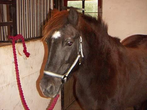 Anden særlig race Tulle - Tulle billede 1