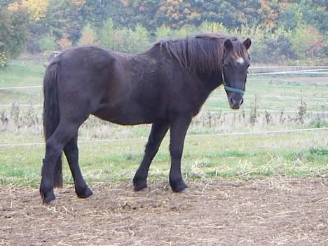 Anden særlig race Tulle - Tulle på fold billede 3