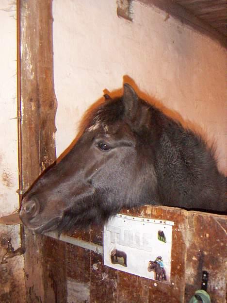 Anden særlig race Tulle - Tulle i stalden billede 6