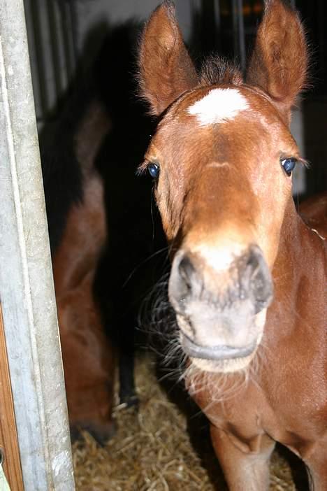 Anden særlig race Doktorgårdens Kianti - ÅHHH snakker du til mig??? billede 13
