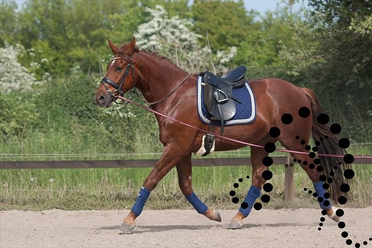 Anden særlig race Vidtskues Ramiro - Ramiro 4 år - redet 6 uger.. billede 2