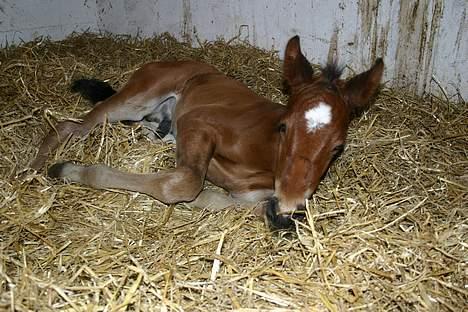Anden særlig race Doktorgårdens Kianti - ÅRRH her ligger man godt... billede 15