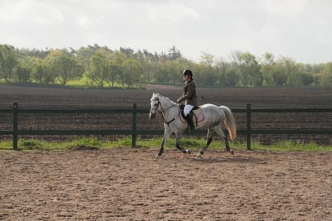 Hollandsk Sportspony | Rainy Lake (solgt 07) - Distrikt stævne i Farsø.. Opvarme til LA billede 7