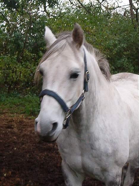 Anden særlig race Kærvangs Unique  billede 11