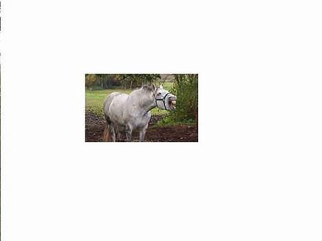 Anden særlig race Kærvangs Unique  - Dårligt billede, men man kan da se at han gaber....  billede 12