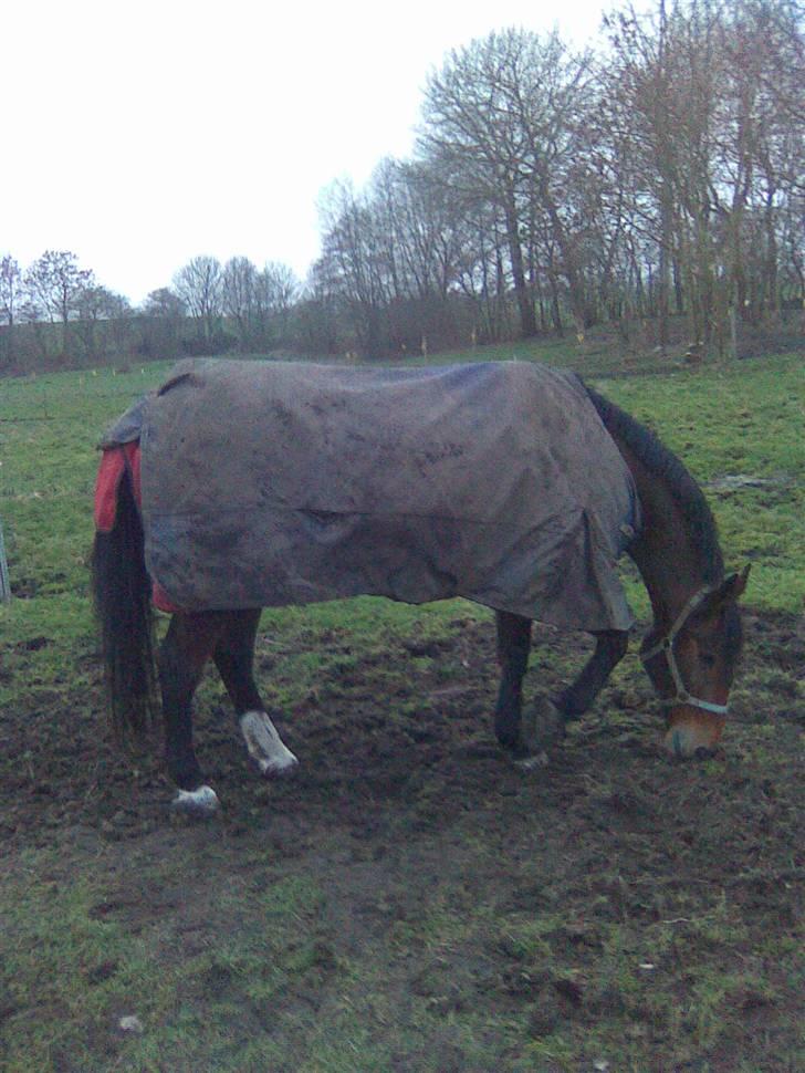 Anden særlig race Marquist  - Februar 2009 Marquist 16 år.. :´) dejlig beskidt billede 9