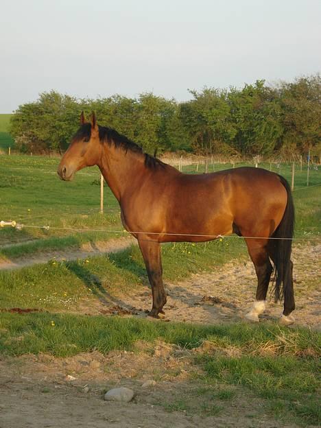 Anden særlig race Marquist  - Her ser i så verden bedst hest.. <3  April 2007  billede 10