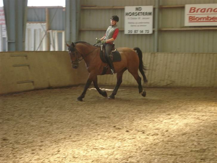 Anden særlig race Marquist  -  25-07-2007 billede 11