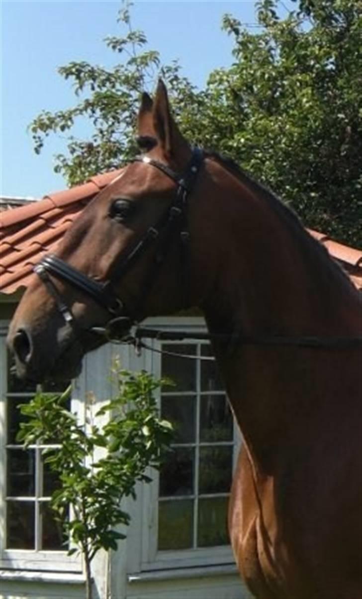 Anden særlig race Marquist  billede 12