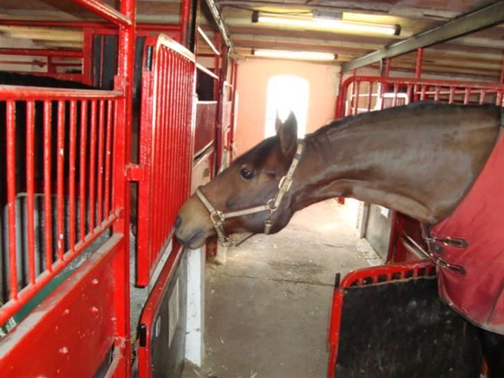 Anden særlig race Marquist  - Charmetrold.. :D <3 feb.2009 billede 13