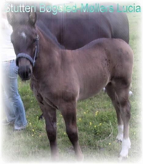 Oldenborg Bøgsted-Møllers Lucia -  Lucia d. 24-06-2006 billede 1