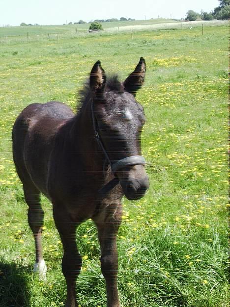 Oldenborg Bøgsted-Møllers Lucia billede 3
