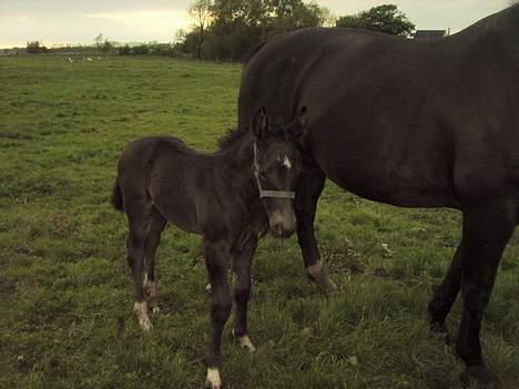 Oldenborg Bøgsted-Møllers Lucia billede 5