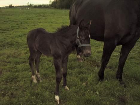 Oldenborg Bøgsted-Møllers Lucia billede 6