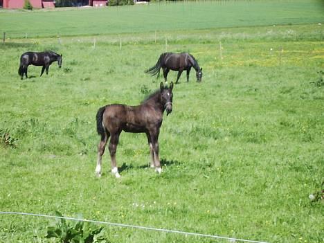 Oldenborg Bøgsted-Møllers Lucia billede 7
