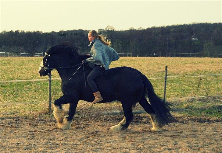 Irish Cob Sir Victor Of Ireland, solgt - "Den tjener uden underdanighed, og den har kæmpet uden fjendskab. Der intet mere kraftfuldt, intet mindre voldigt" skrevet specielt til den loyale koldblodshest! billede 17