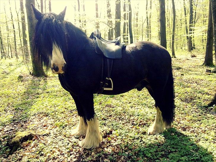 Irish Cob Sir Victor Of Ireland, solgt - Skov-trolden Victor ;) billede 14