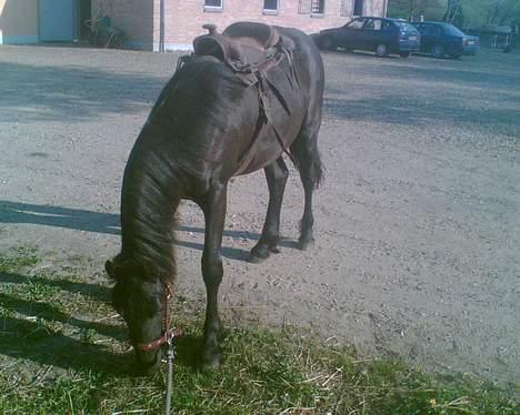 Frieser Sasia Ellemose - Prøver en lille pony westernsaddel, og hun er totalt kold over for den... intet kan slå hende ud :) billede 9
