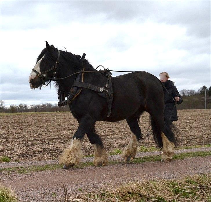 Irish Cob Sir Victor Of Ireland, solgt billede 20