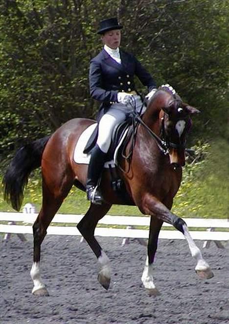 Dansk Varmblod Lutz H (Pensioneret) billede 1