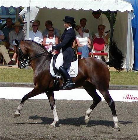 Dansk Varmblod Lutz H (Pensioneret) billede 4