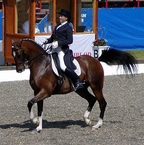 Dansk Varmblod Lutz H (Pensioneret) billede 6