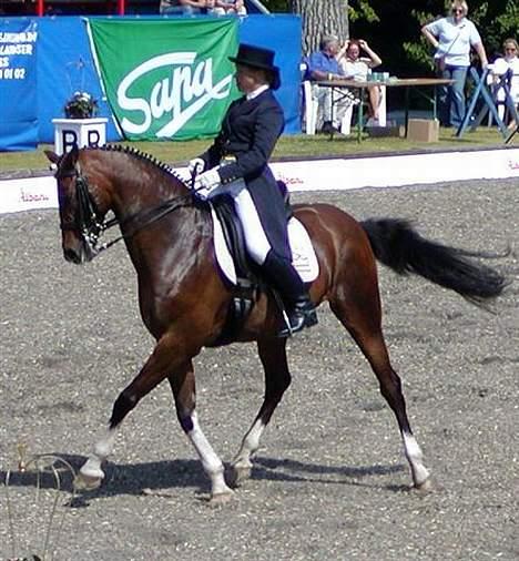 Dansk Varmblod Lutz H (Pensioneret) billede 9