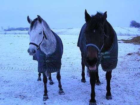 Anden særlig race Unik *DØD*  - Min "lille" tyksak, og hendes " veninde " <´33 .. ( så ´Niksa, ikk række tunge af fotografen :P ) billede 13