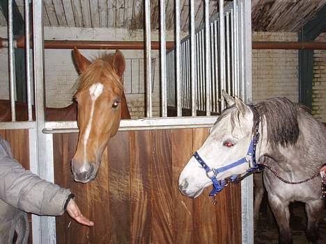 Appaloosa S. van de lorkeershoeve - Sequoia få dage efter jeg har fået hende, sammen med Lady billede 2
