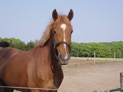 Appaloosa S. van de lorkeershoeve - Squoia på fold lige da jeg har fået hende - sommer 06 billede 3