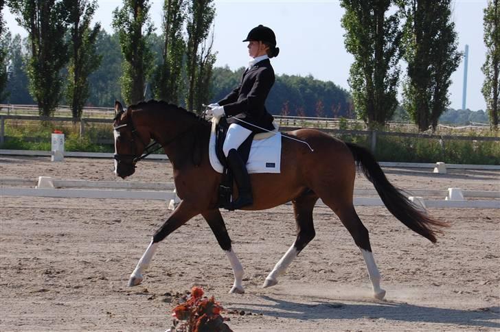 Dansk Varmblod Sødals Santiago  - stævne d. 8 aug. 09 LC2 - 66,5% billede 6