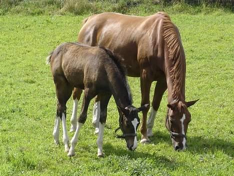 Dansk Varmblod Sødals Santiago  - Sandy og hans mor. billede 7