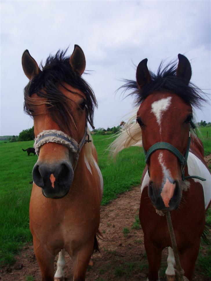 Anden særlig race Sunshine (SOLGT) - Sun og Kash <3 billede 18