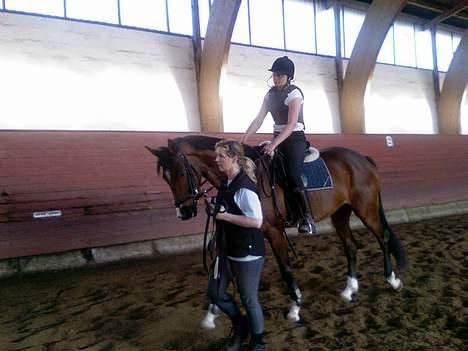 Dansk Varmblod Fuglesangs Luca billede 11