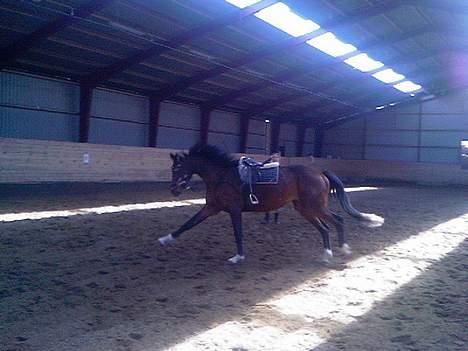 Dansk Varmblod Fuglesangs Luca billede 12