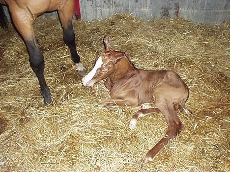 Dansk Varmblod GraversgaardsDiablo solgt billede 1