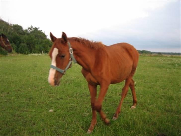 Dansk Varmblod GraversgaardsDiablo solgt billede 2