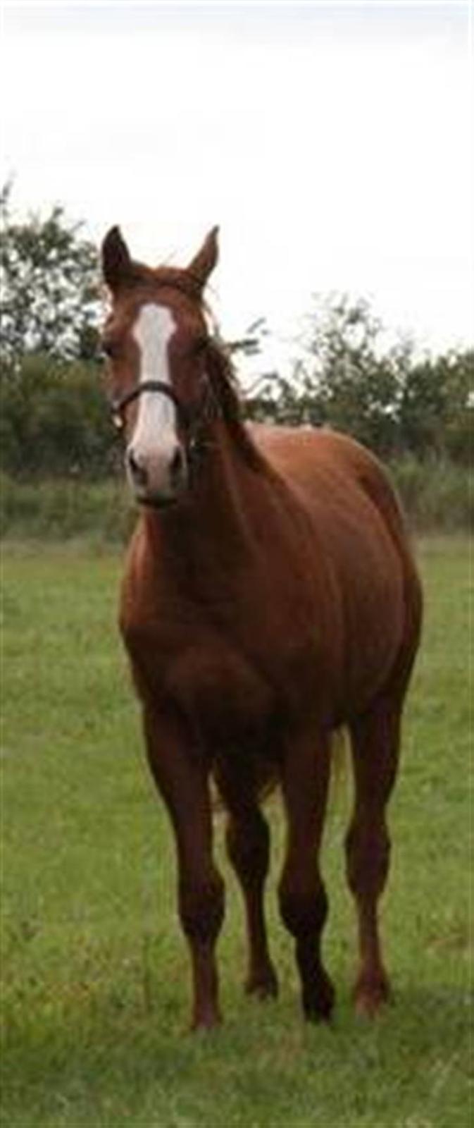 Dansk Varmblod GraversgaardsDiablo solgt billede 3