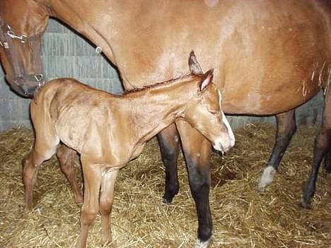 Dansk Varmblod GraversgaardsDiablo solgt billede 4