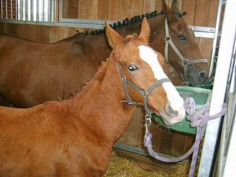 Dansk Varmblod GraversgaardsDiablo solgt billede 5