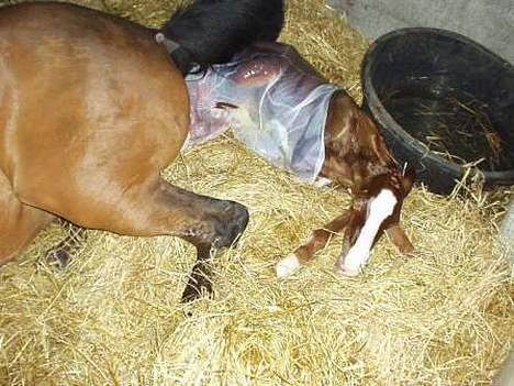 Dansk Varmblod GraversgaardsDiablo solgt billede 6