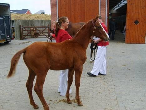 Dansk Varmblod GraversgaardsDiablo solgt billede 7