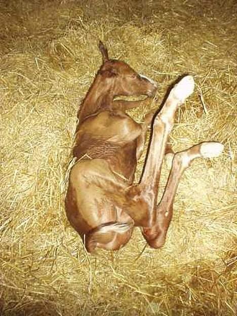 Dansk Varmblod GraversgaardsDiablo solgt billede 8