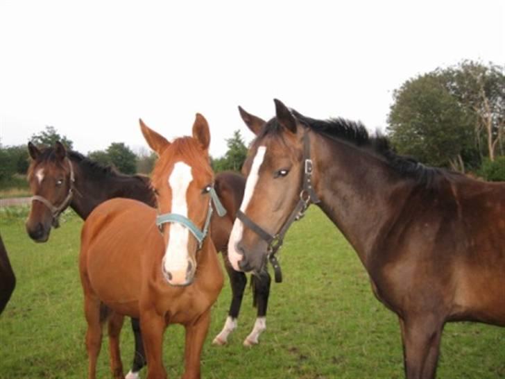 Dansk Varmblod GraversgaardsDiablo solgt billede 9