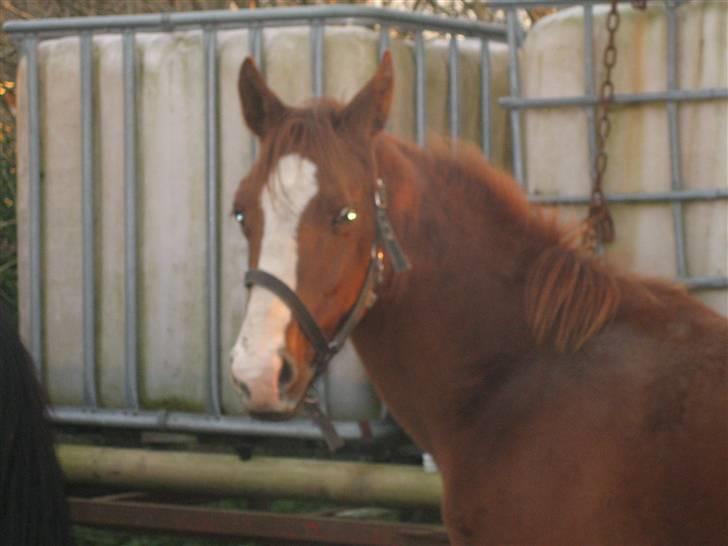 Dansk Varmblod GraversgaardsDiablo solgt billede 10