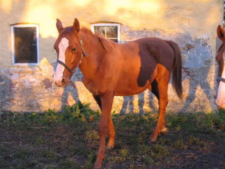 Dansk Varmblod GraversgaardsDiablo solgt billede 11