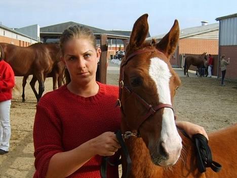 Dansk Varmblod GraversgaardsDiablo solgt billede 12